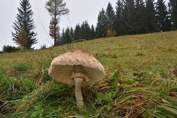 bedľa vysoká Macrolepiota procera (Scop.) Singer