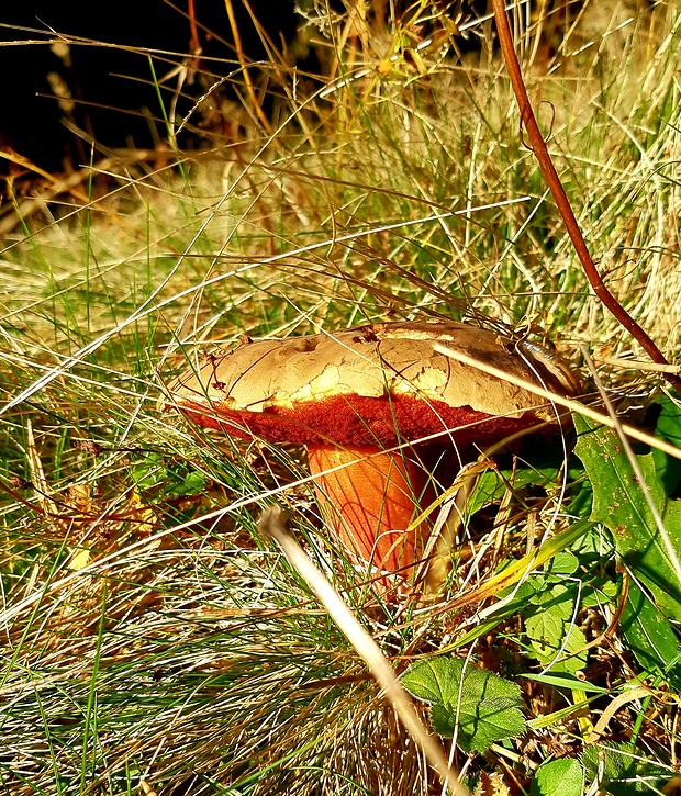 hríb zrnitohlúbikový Sutorius luridiformis (Rostk.) G. Wu & Zhu L. Yang