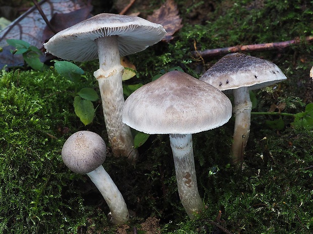 čírovka vŕbová Tricholoma cingulatum (Almfelt) Jacobashch