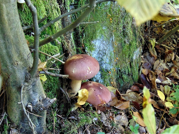 čírovec červenožltý Tricholomopsis rutilans (Schaeff.) Singer