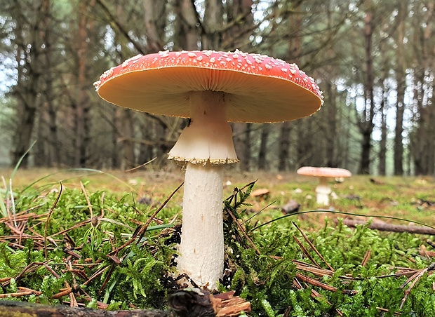 muchotrávka červená Amanita muscaria (L.) Lam.