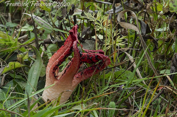 mrežovka kvetovitá Clathrus archeri (Berk.) Dring