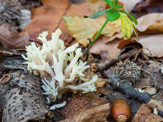 konárovka hrebenitá Clavulina coralloides (L.) J. Schröt.