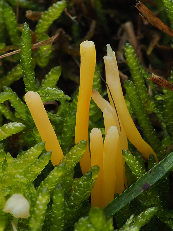 pakonárovka Clavulinopsis sp.