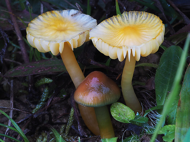 lúčnica žltozelená Gliophorus psittacinus (Schaeff.) Herink