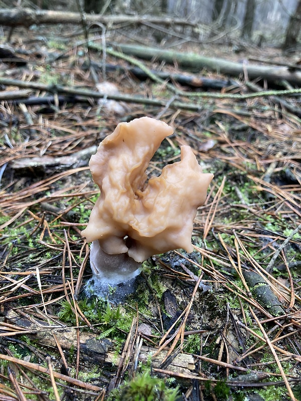 ušiak mitrovitý Gyromitra infula (Schaeff.) Quél.