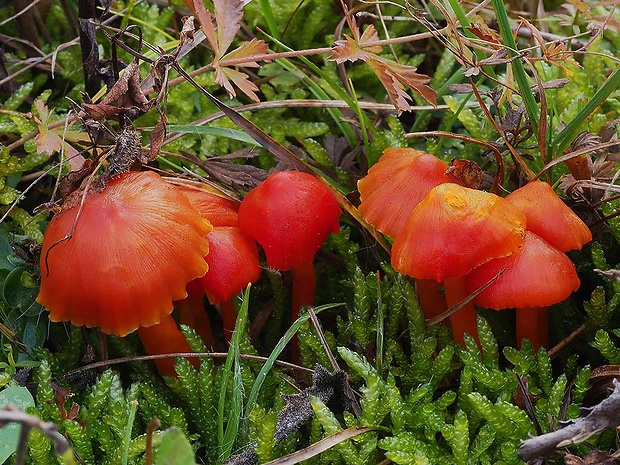 lúčnica šarlátová Hygrocybe coccinea (Schaeff.) P. Kumm.