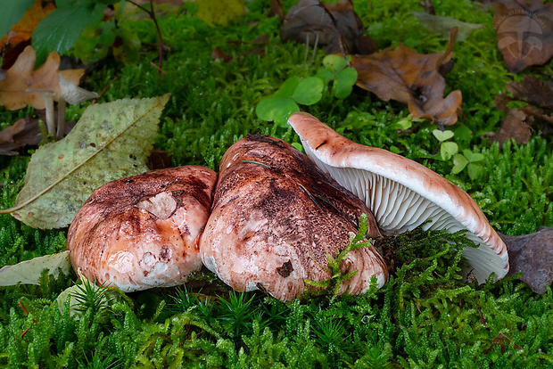 šťavnačka plávkovitá Hygrophorus russula (Schaeff.) Kauffman