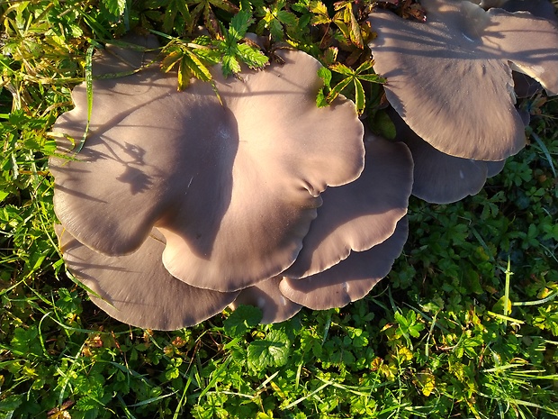 hliva Pleurotus sp.