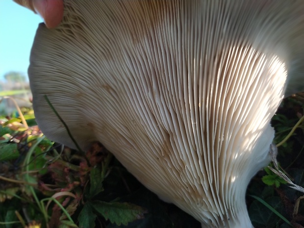 hliva Pleurotus sp.