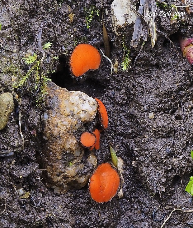 štítovnička Scutellinia sp.