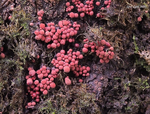 mištička Arcyria sp.