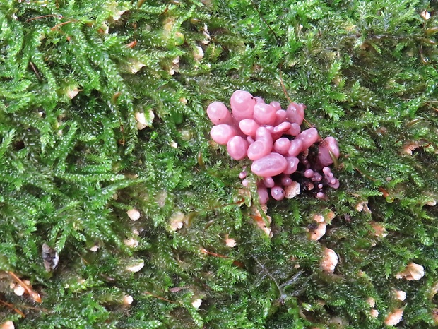 vrtidlovka Ascocoryne sp.