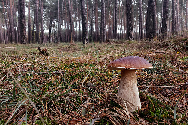 hríb smrekový Boletus edulis Bull.