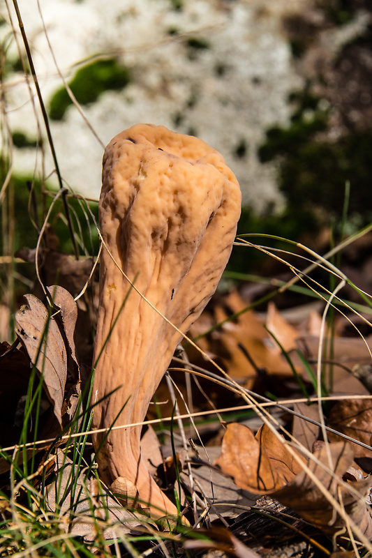 kyjak Clavariadelphus sp.