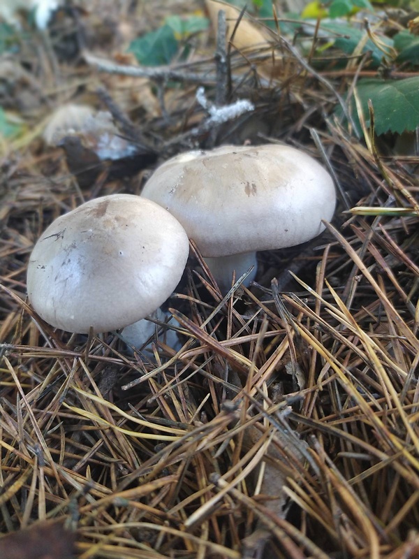 strmuľka inovaťová Clitocybe nebularis (Batsch) P. Kumm.