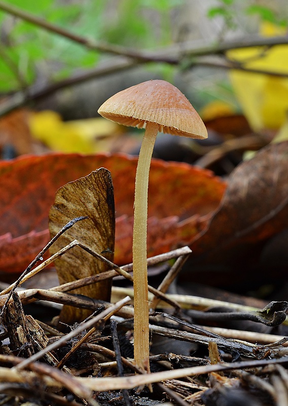 kapucňovec Conocybe sp.