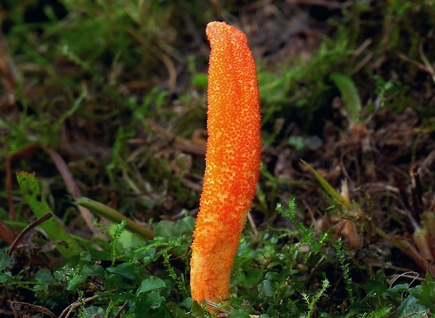 žezlovka hmyzová Cordyceps militaris (Fr.) Link