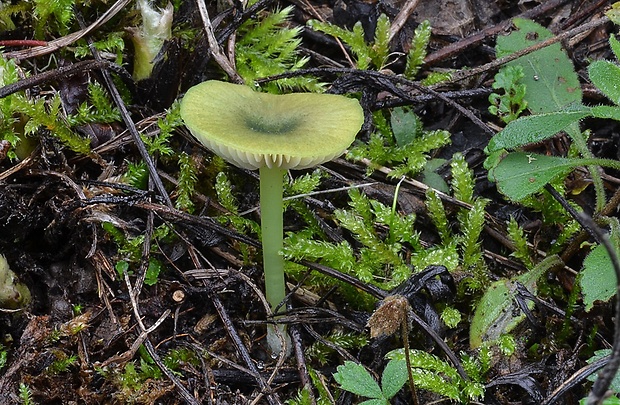 hodvábnica zelenohlúbiková Entoloma incanum (Fr.) Hesler