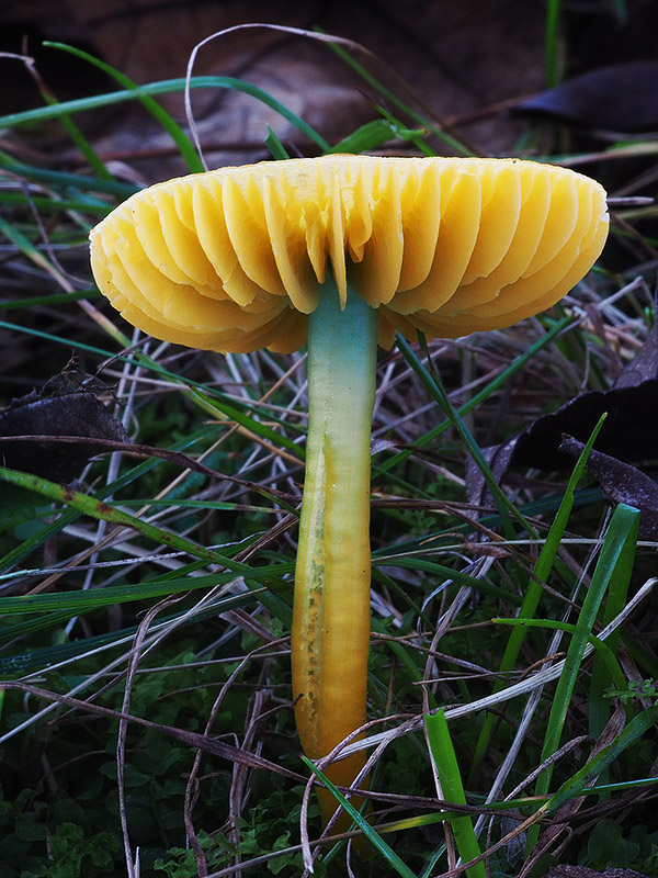 lúčnica žltozelená Gliophorus psittacinus (Schaeff.) Herink