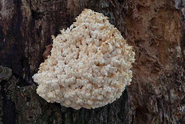 koralovec bukový Hericium coralloides (Scop.) Pers.