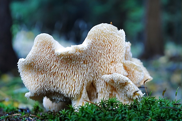 jelenka poprehýbaná Hydnum repandum L.