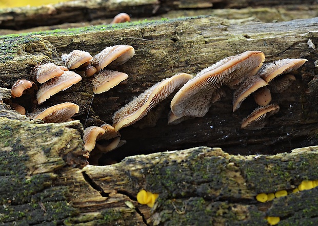 húževnatček medvedí Lentinellus ursinus (Fr.) Kühner