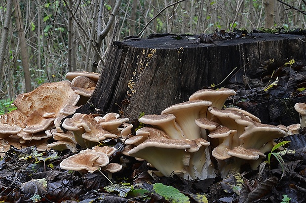 vejárovec obrovský Meripilus giganteus (Pers.) P. Karst.