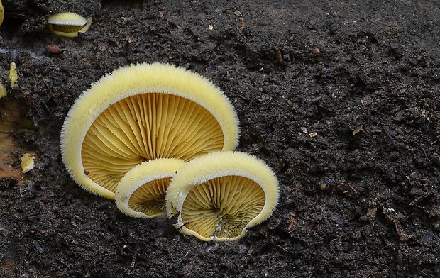 hlivník hniezdovitý Phyllotopsis nidulans (Pers.) Singer