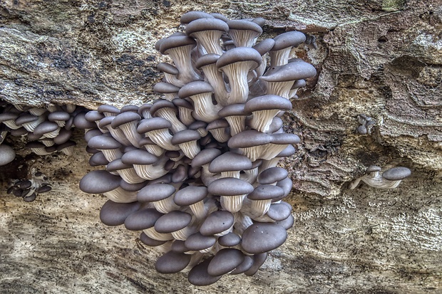 hliva ustricovitá modrastá Pleurotus columbinus Quél.