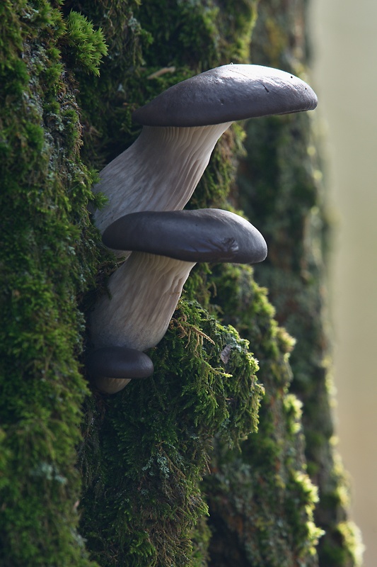 hliva ustricovitá Pleurotus ostreatus (Jacq.) P. Kumm.