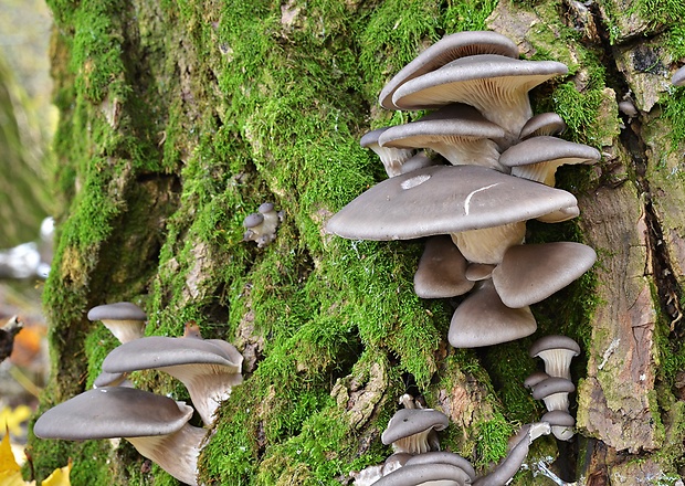 hliva ustricovitá Pleurotus ostreatus (Jacq.) P. Kumm.