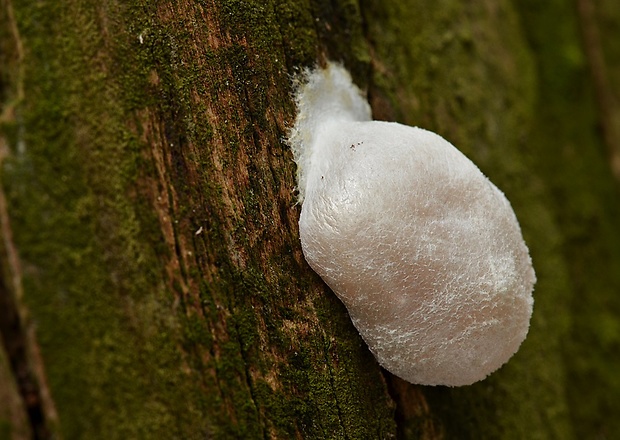 sieťnatka obyčajná Reticularia lycoperdon Bull.