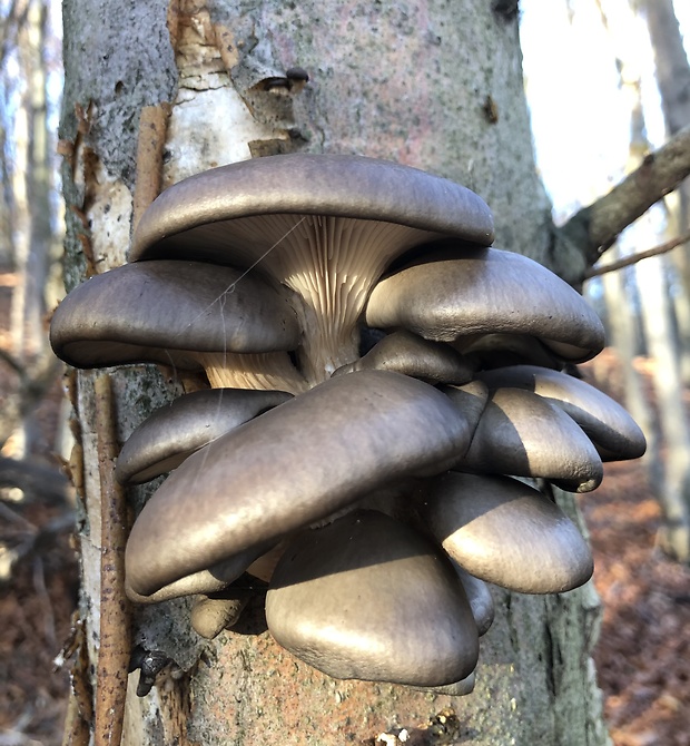 hliva ustricovitá Pleurotus ostreatus (Jacq.) P. Kumm.