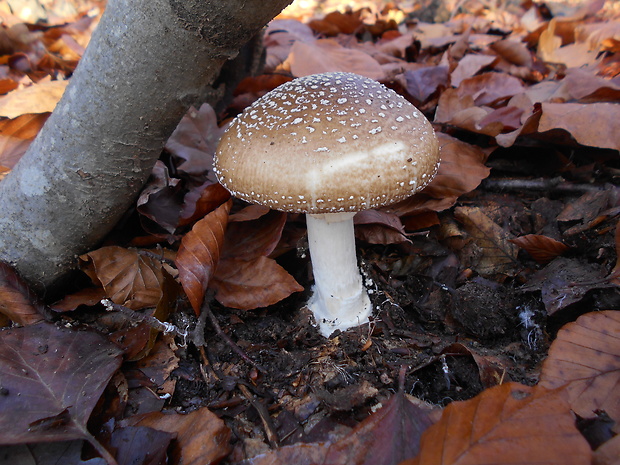 muchotrávka Amanita sp.