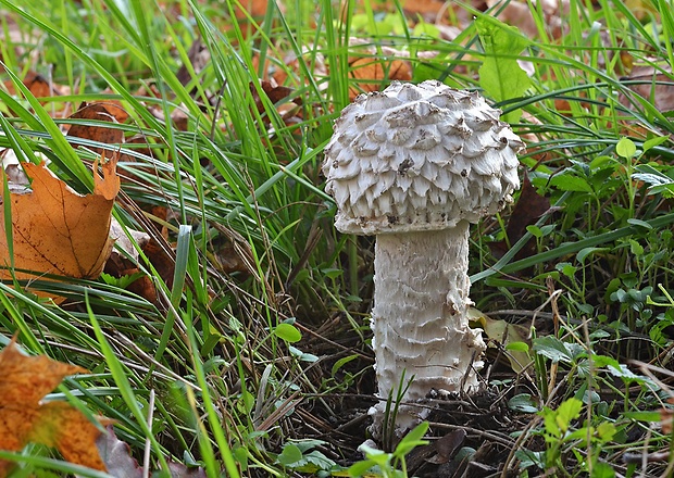 muchotrávka Vittadiniho Amanita vittadinii (Moretti) Vittad.