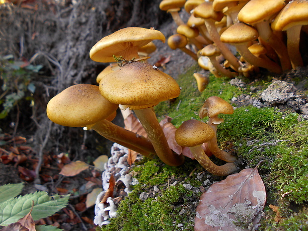 podpňovka žltá Armillaria gallica Marxm. & Romagn.