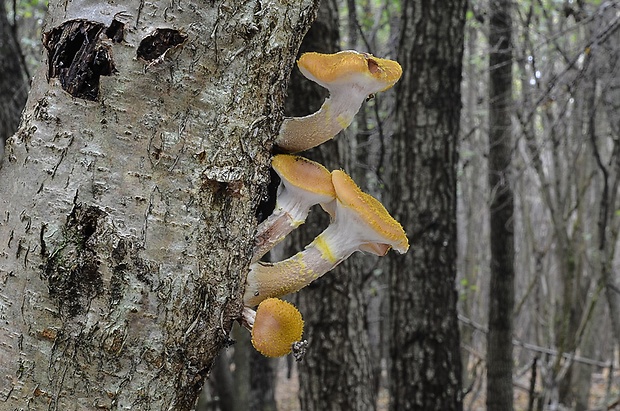 podpňovka žltá Armillaria gallica Marxm. & Romagn.