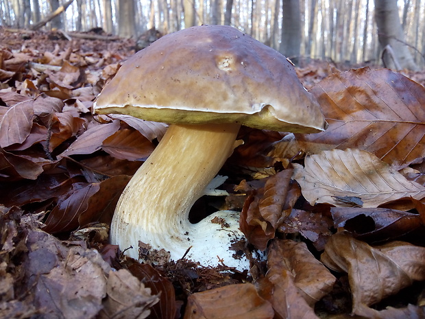 hríb smrekový Boletus edulis Bull.