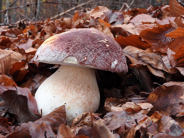 hríb sosnový Boletus pinophilus Pil. et Dermek in Pil.