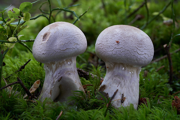 pavučinovec Cortinarius sp.