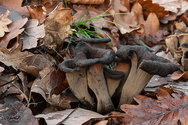 lievik trúbkovitý Craterellus cornucopioides (L.) Pers.