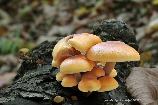 plamienka Flammulina sp.