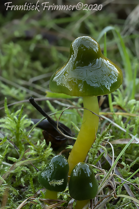 lúčnica žltozelená Gliophorus psittacinus (Schaeff.) Herink