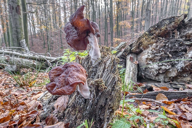 ušiak mitrovitý Gyromitra infula (Schaeff.) Quél.