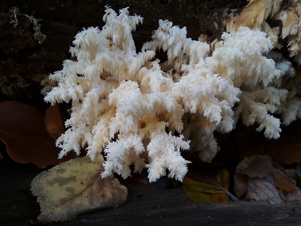 koralovec bukový Hericium coralloides (Scop.) Pers.