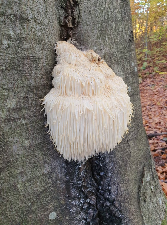 koralovec ježovitý Hericium erinaceus (Bull.) Pers.