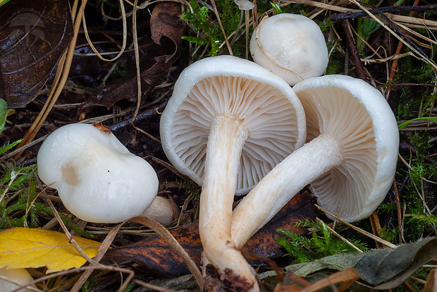 šťavnačka brezová Hygrophorus hedrychii (Velen.) K. Kult