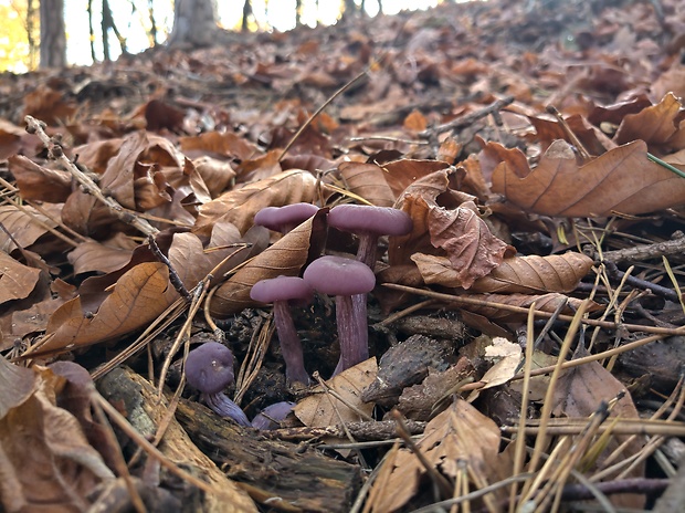 lakovka ametystová Laccaria amethystina (Huds.) Cooke