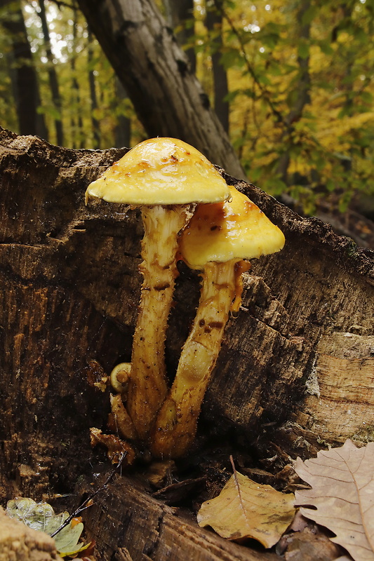 šupinovka slizká Pholiota adiposa (Batsch) P. Kumm.